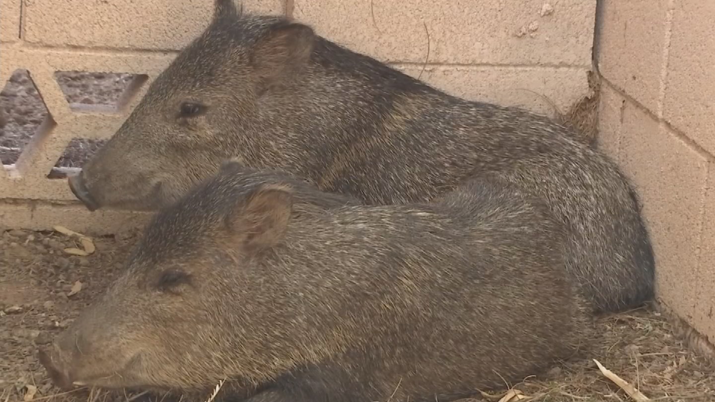 The two javelinas weren't moving from their spot in Gilbert. (Source: KPHO/KTVK)