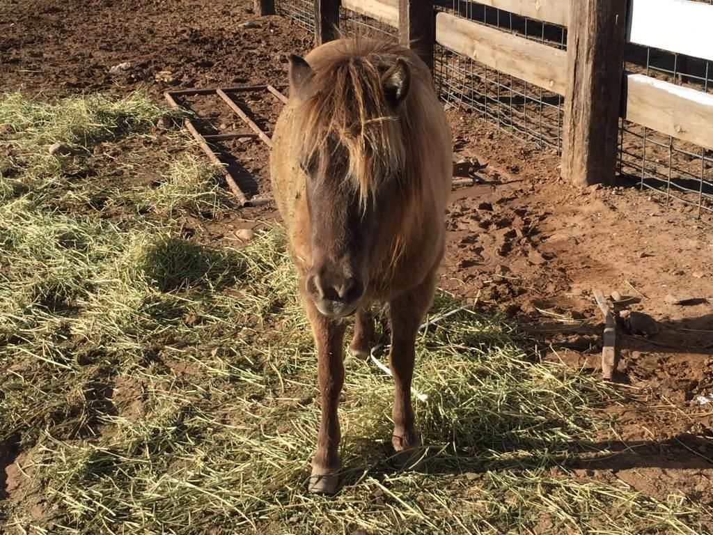 Sheriff’s deputies rescue miniature horse stuck in cattle guard CBS 5 KPHO