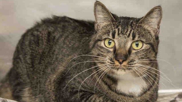 Trevor (Source: Arizona Humane Society)