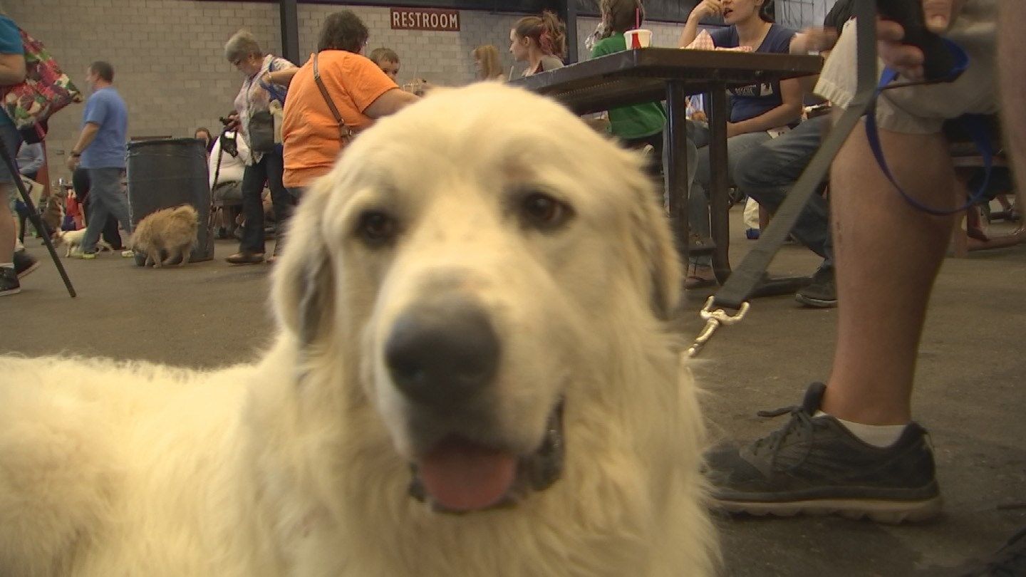 Phoenix Pet Expo at Westworld this weekend Arizona's Family