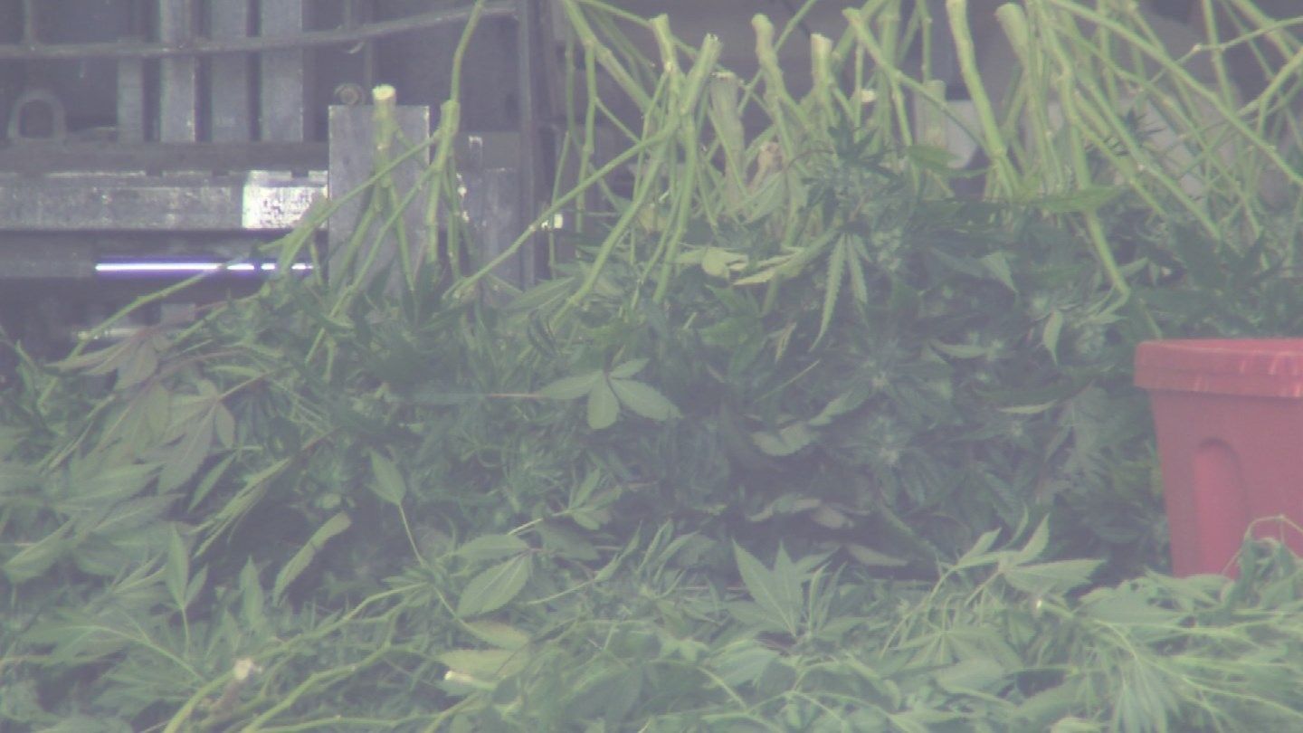 Marijuana plants removed from illegal operation in Phoenix (Source: KPHO/KTVK)