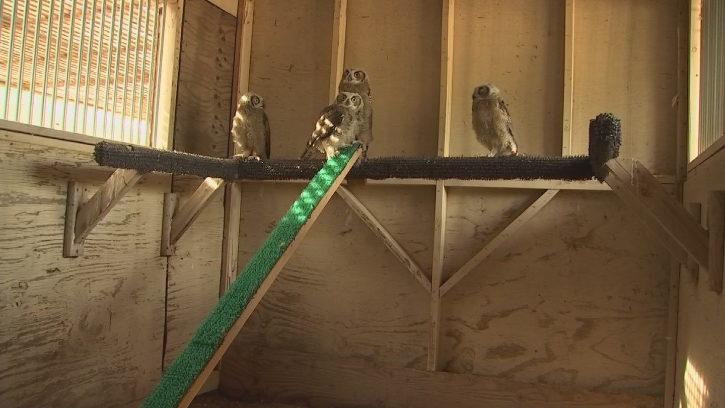 Liberty Wildlife is helping four baby owls after their mother was euthanized (Source: KPHO/KTVK)