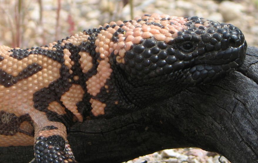 How Gila monsters can help fight diabetes 3TV CBS 5