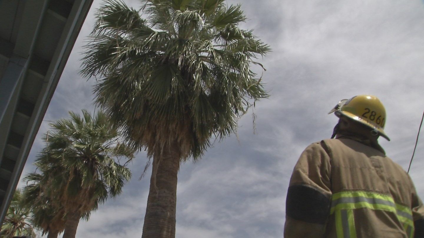 Fire crews rescue cat stuck in palm tree Arizona's Family