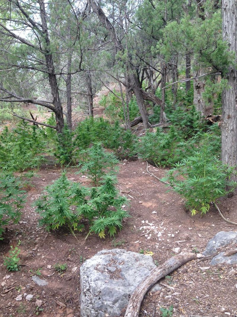 Nearly 3 million worth of marijuana plants destroyed in eastern Arizona's Family