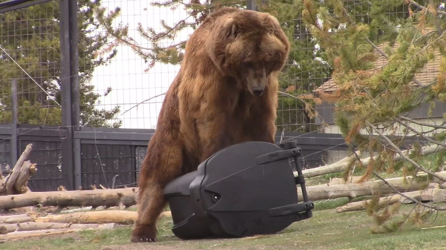 Bears put Prescott company's 'bearproof' trash cans to the test