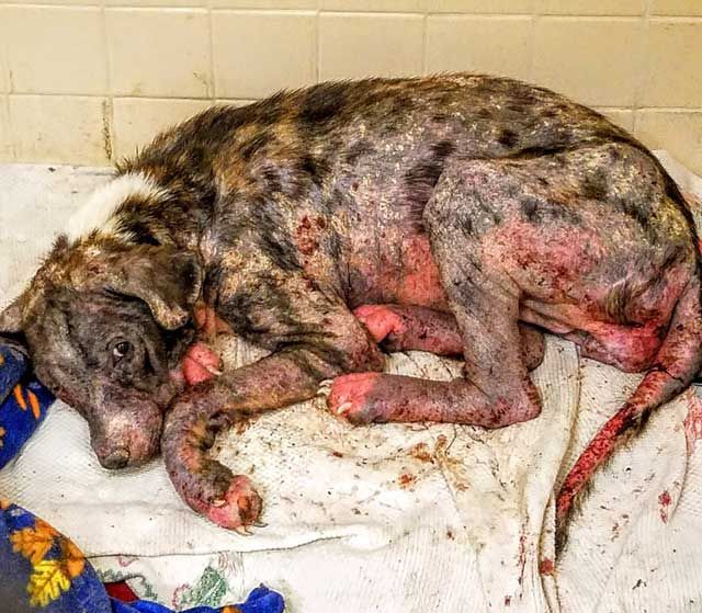  needs home ...