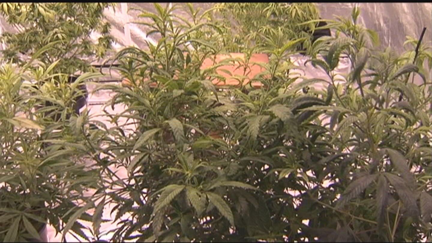 Nine states are deciding the fate of recreational or medical marijuana. (Source: KPHO/KTVK)