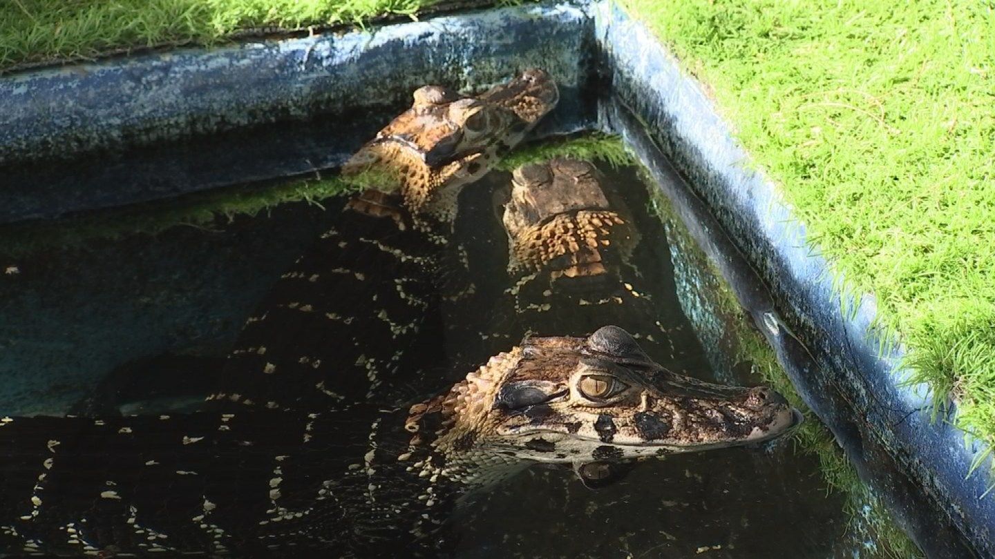 Special tours offered at Valley's reptile sanctuary Arizona's Family