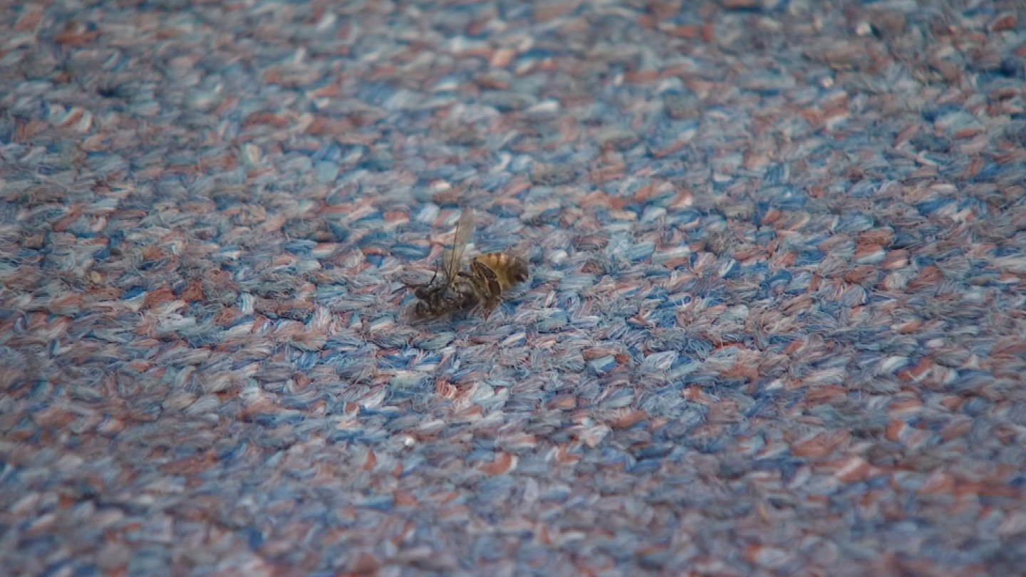 Chandler az news bees