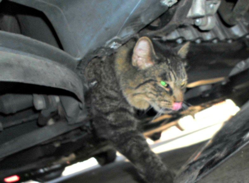 Cat stuck in car engine burned but expected to recover 3TV CBS 5
