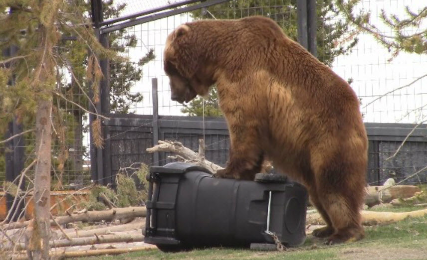 Bears put Prescott company's 'bear-proof' trash cans to the test ...