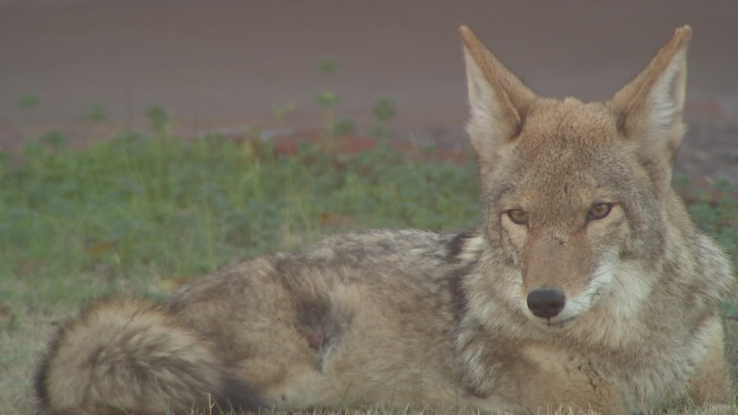 Coyotes capturing central Phoenix community's attention after mu - 3TV ...