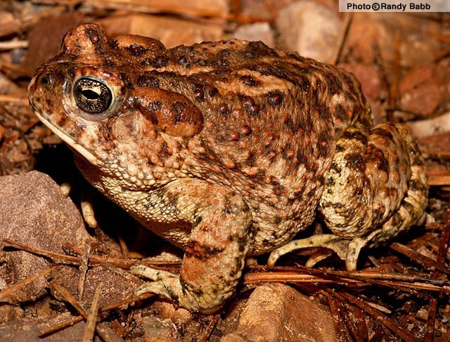 Feds to review Arizona toad for endangered species listing - CBS 5 - KPHO